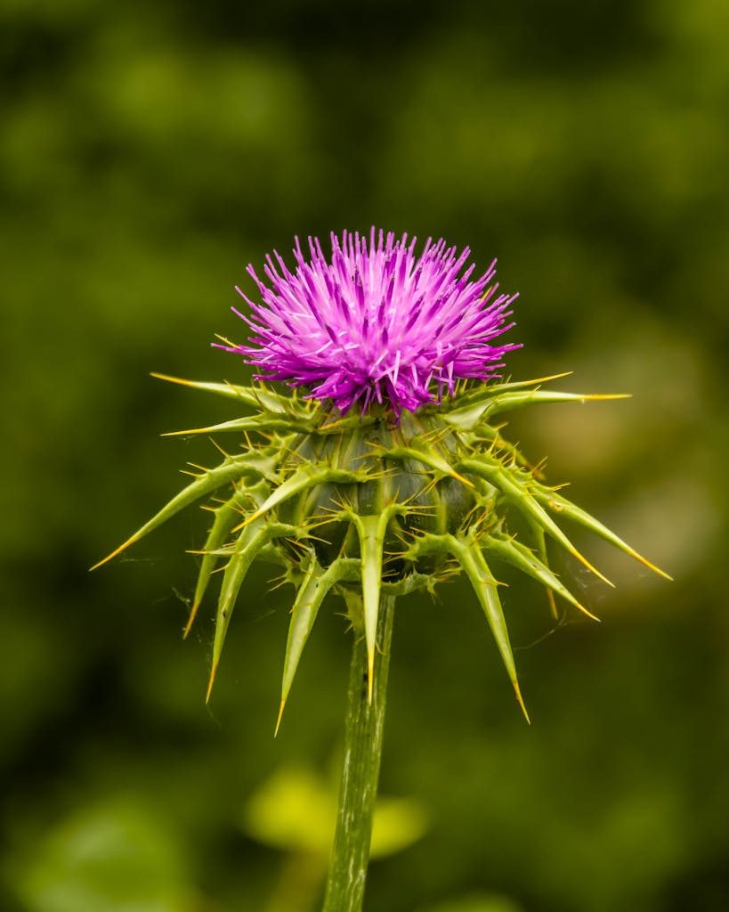 Purple Flower in Tilt Shift Lens