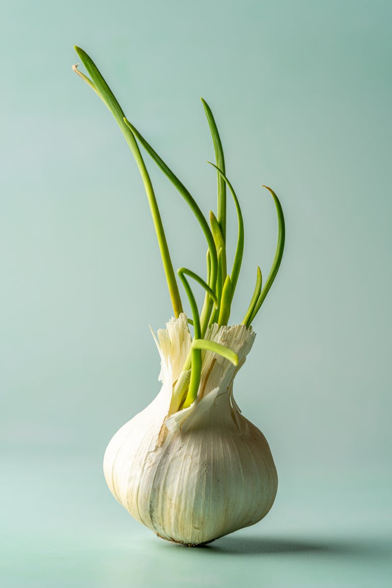 Growth of Garlic