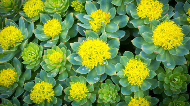 Exploring the Benefits of Rhodiola Rosea: Enhancing Performance and Supporting Mental Health