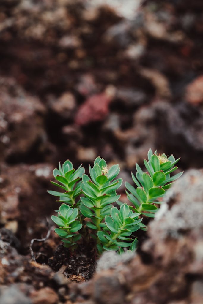 Small Arctic Root Plants