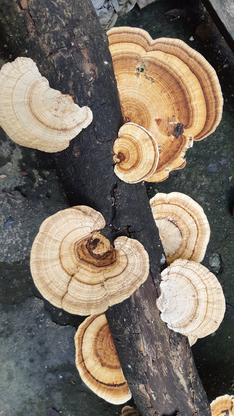 Detailed view of turkey tail fungi on a log, showcasing natural patterns.