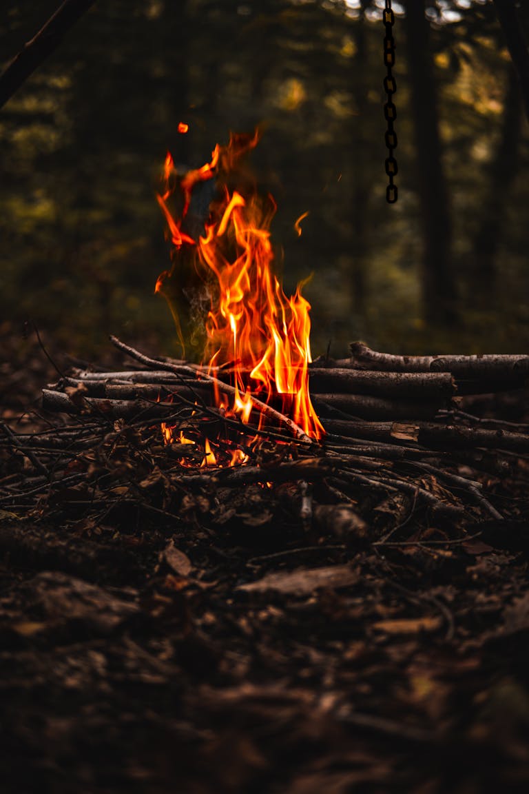 Close-up of a blazing campfire in a forest, surrounded by twigs and firewood.