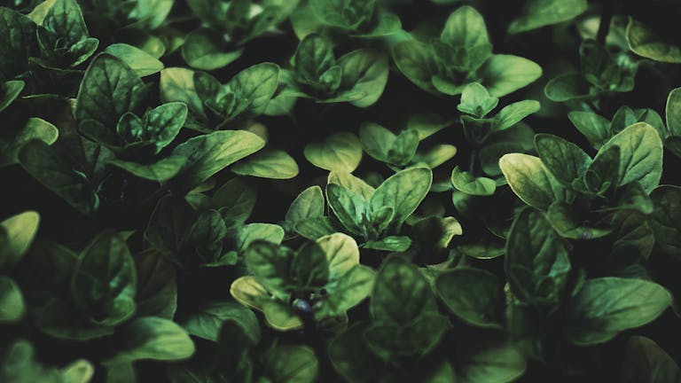 Vibrant green basil leaves captured in a close-up, showcasing their lush freshness and organic beauty.